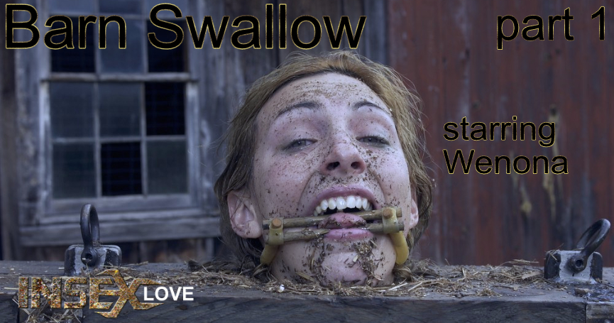 Barn Swallow 1